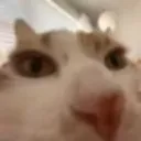 Sniff