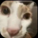 sus
