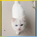 BBcat