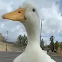 duck