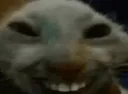 xddd