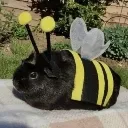 beeny