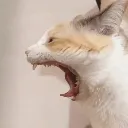 PANKO