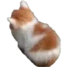 angy angy
