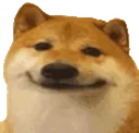 smiledog