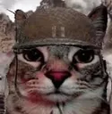 ptsd_cat