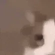 catkiss_0_0