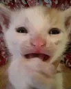 NOO