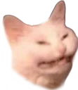 cringecat
