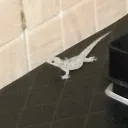 lizard