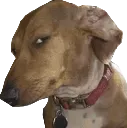 susdog