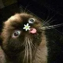 holyboop holyboop