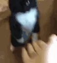 CatDap