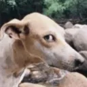 3493dogsusstickersgg