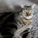 Bustapscat9 Bustapscat9