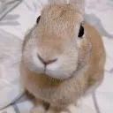 Slungus Slungus