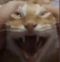 gato