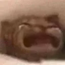 catcry