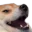 dog_laugh