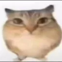 bababoye_cat