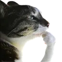 cat_thinken