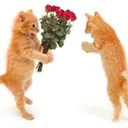 meow