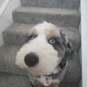suspiciousmochi suspiciousmochi