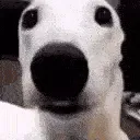 SCARED