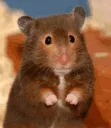 Hamster_Hi