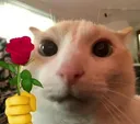 catflower