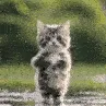 catswance catswance