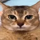 bro_wtf