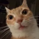 orangecat