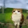 ca