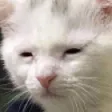 Awakebutatwhatcost Awakebutatwhatcost