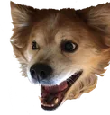 DogPog