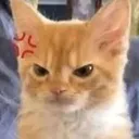 angrycat
