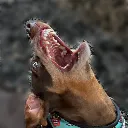 scream