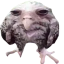 birb
