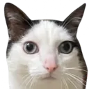 reginald_astonished
