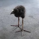 GoatBird GoatBird
