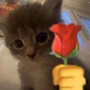 flowercat