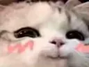 CatNya