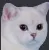 judgingcat