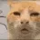 ae_ConfusedCat