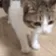 OHNYOCATJUSTDIEDPEEPOSAD