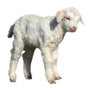 0_lamb
