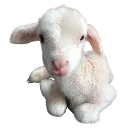 lamb