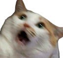 cat_shocked_scared_below Discord emoji