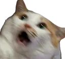 cat_shocked_scared_below cat_shocked_scared_below